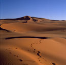 Footsteps in the dunes 1, Wan Casa dunes